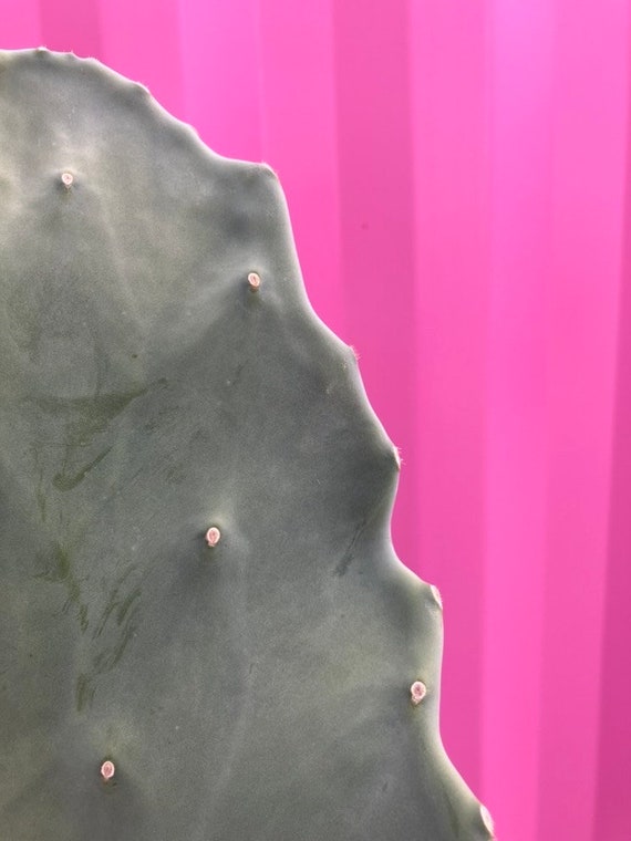 Opuntia Gomei “old Mexico” - Etsy