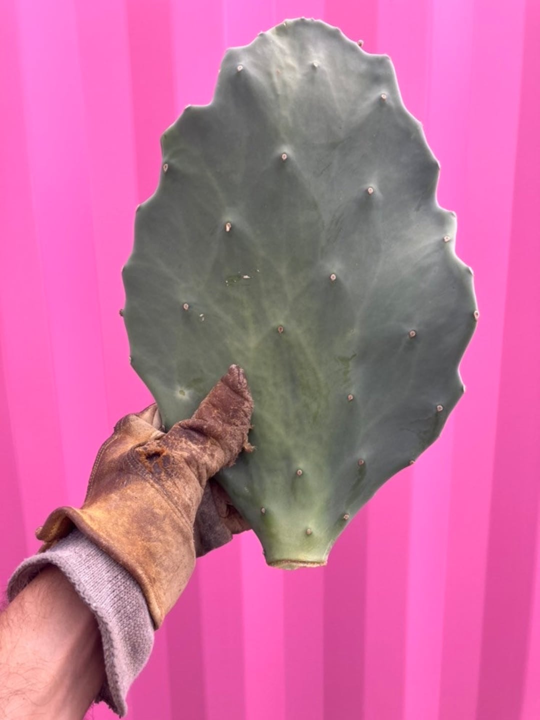 Opuntia Gomei “old Mexico” - Etsy