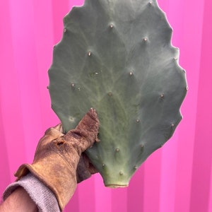 Opuntia gomei “old Mexico”