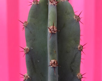 Cereus Peruvianus - Peruvian apple cactus cutting