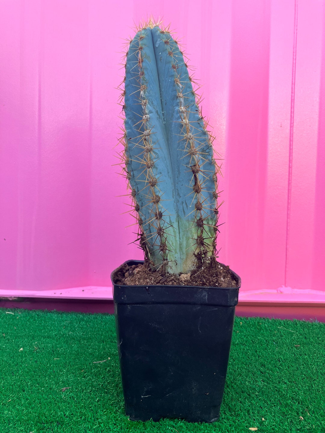 Blue Torch Cactus 9 Fully Rooted - Etsy