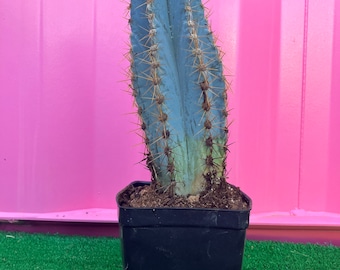 Blue Torch Cactus - 9”+ fully rooted