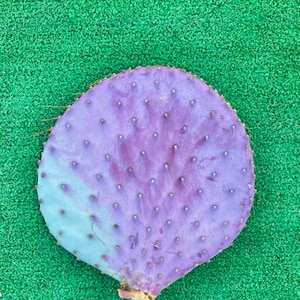 Purple prickly pear cutting