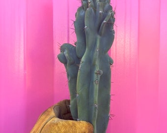 Cereus Peruvianus - 10”-12” Peruvian monstrose cactus cutting