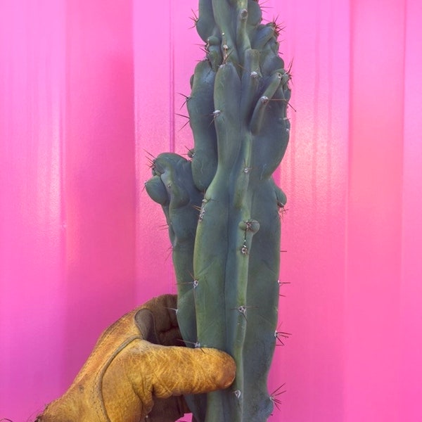 Cereus Peruvianus - 10”-12” Peruvian monstrose cactus cutting