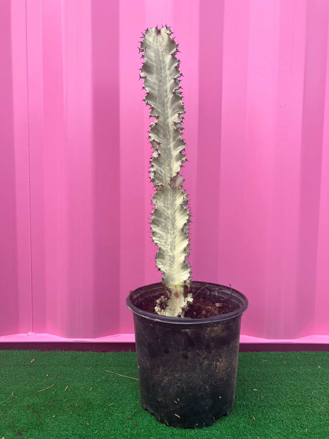 African Golden Candelabra Euphorbia Ammak Beautifully Variegated 25