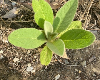 LIVE MULLEIN PLANT 1st year