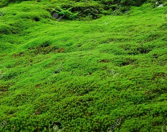 LIVE MOSS  Dendritic Moss Pad for Terrariums/ No Mow Garden