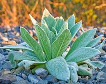 MULLEIN Leaf Fresh Organic Naturally Occuring GREEN Mullein Leaf Cut to Order