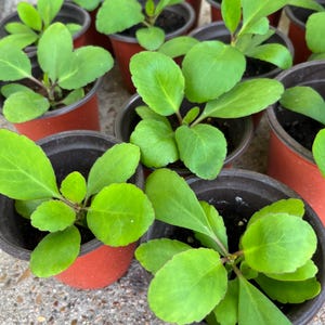 Leaf of Life starter plant Miracle Leaf |  Tree of Life | TEXAS Home Grown Chemical Free Plant | Bryophillum Pinnatum Kalanchoe pinnata