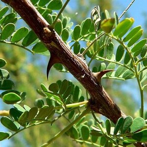 K&ouml;nnte beinhalten: Nahaufnahme eines dornigen Zweigs mit gr&uuml;nen Bl&auml;ttern. Der Zweig ist braun und hat scharfe Dornen. Die Bl&auml;tter sind klein und oval.