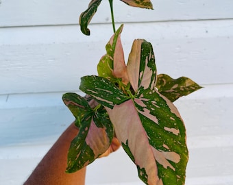 Könnte beinhalten: Eine Syngonium-Pflanze mit pfeilförmigen Blättern, die ein panaschiertes Muster aus tiefem Grün und zartem Pastellrosa aufweisen. Das Laub zeigt unregelmäßige Spritzer und Flecken auf der Oberfläche, getragen von einem schlanken grünen Stiel.
