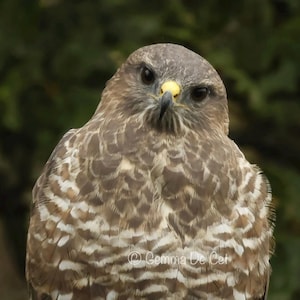 Buzzard Print – Common Buzzard Wall Art – British Bird of Prey – Wildlife Gift – Nature Photography