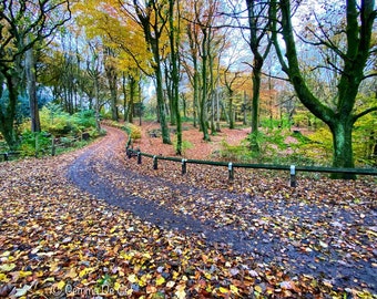 Woodland Trees - Landscape Photo in Autumn / Winter - photo print - Greater Manchester Nature Reserve - Wall Art - Home Decor