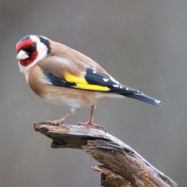 Goldfinch Art Print – Colourful British Garden Bird Photography Wall Art