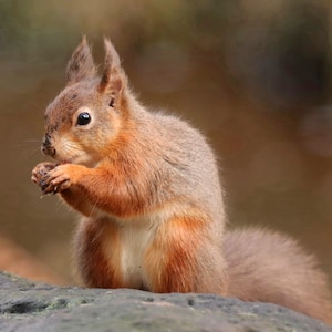 Red Squirrel Photo Print – UK Wildlife Portrait, Woodland Home Decor