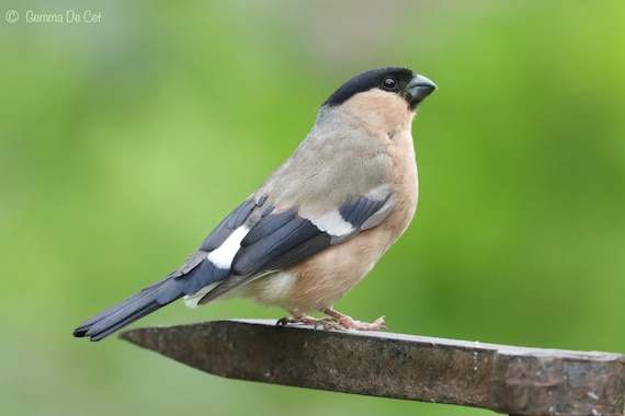 Bullfinch порно фото Bullfinch порно фото