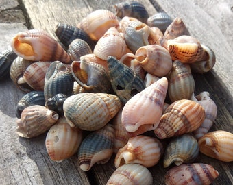 25, 50+ Nassarius Seashells, Seashells for Craft, Craft shells