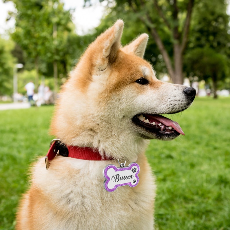 May include: A close-up of a tan Akita Inu dog wearing a red collar with a purple bone-shaped dog tag that says "Bauer". The dog is looking to the right with its mouth open and tongue sticking out. The dog is in a grassy field.