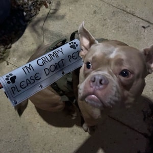 May include: A brown and white dog wearing a harness with a sign that reads "I'm Grumpy Please Don't Pet".