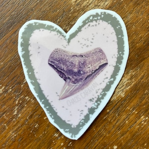 Sticker tijgerhaaientand | Sticker liefde haaientand | Fossiele waterdichte sticker | Waterdichte sticker haaientand hart | Liefde haaientanden