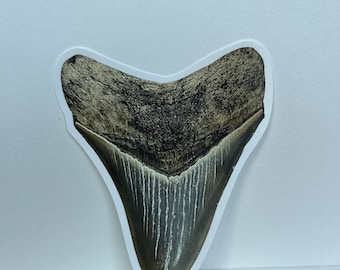 Adesivo para janela de dente de tubarão Megalodon | Decalque de dente de Megalodon | Aderência removível