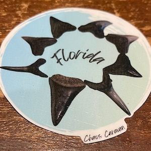 Fossiele cirkel Florida Shark Tooth op Blue Swirl Sticker | Fossiele waterdichte sticker | Sticker grote witte haai | Sticker haaientand tijger en stier