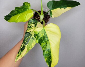OL44 - Variegated Philodendron Domesticum (Rooted Top Cut )