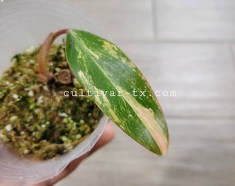 07# - Variegated Philodendron Strawberry Shake