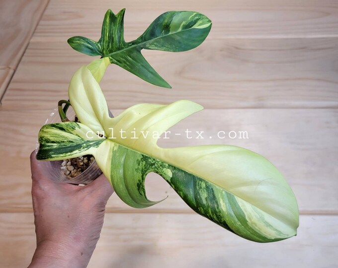 03# - Variegated Philodendron Florida Beauty