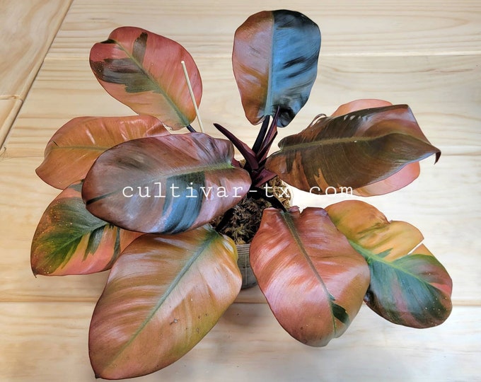 01# - Variegated Philodendron Black Cardinal  (Extra Large)