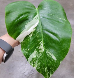 0119-32 Monstera Albo (Unrooted Mid Cutting)