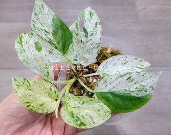 05# - Epipremnum Marble (Rooted Node with Growth)