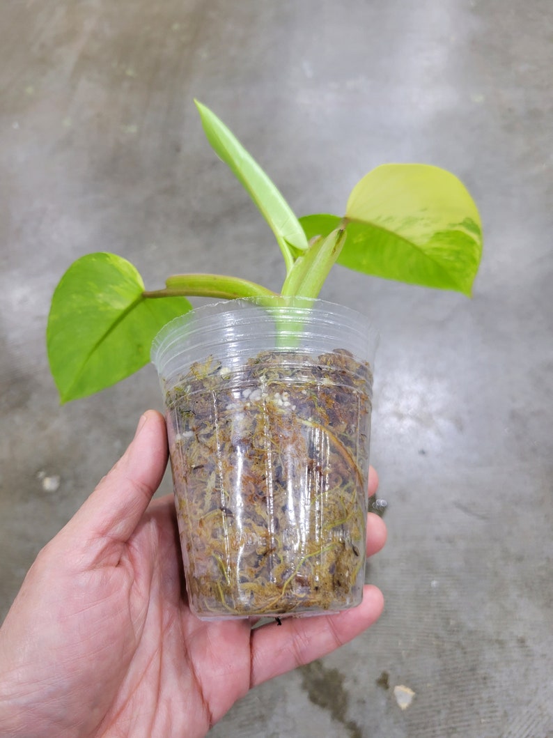 92 Variegated Philodendron Emerald Queen rooted Full Plant - Etsy