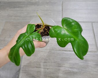 04# - Philodendron Florida Ghost