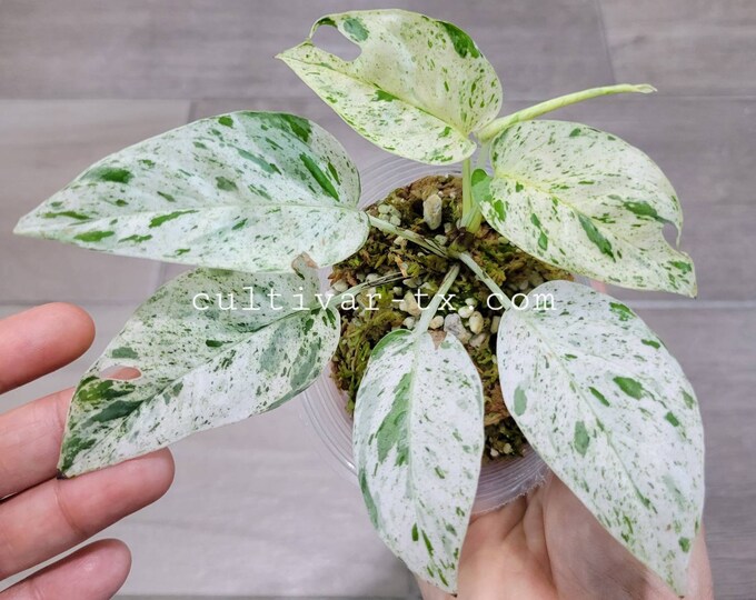 06# - Epipremnum Marble (Rooted Node with Growth)