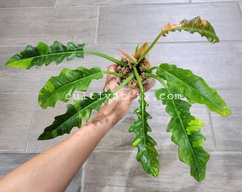 08# - Variegated Philodendron Ring of Fire