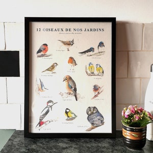 Póster - 12 pájaros de nuestros jardines - A3