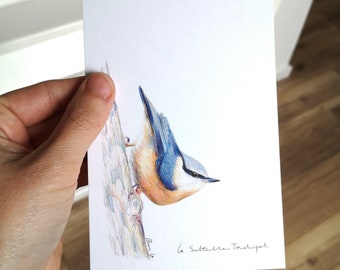 Carte postale Sittelle Torchepot