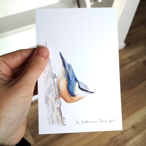 Carte postale Sittelle Torchepot