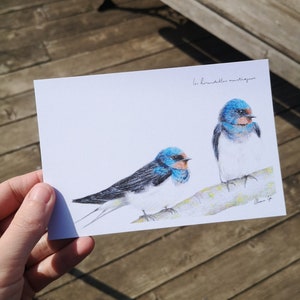 Carte postale Hirondelles Rustiques