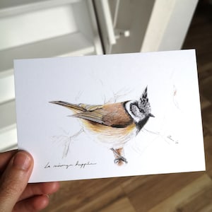 Carte postale Mésange Huppée