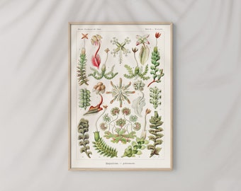 Puede incluir: Una ilustración botánica vintage de varios tipos de plantas hepáticas. La ilustración está realizada en un estilo detallado, dibujado a mano, con delicados colores verdes, rojos y blancos. El título "Hepaticae - Lebermoose" está impreso en la parte inferior de la ilustración.