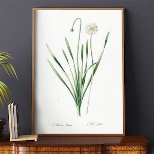 Poster Wall Art Blue Chives Illustration by Pierre Joseph Redoute #RO346  Green, Beige, Replica Art, Retro Botanical, Plants Print
