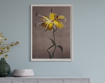 Poster Wall Art Yellow Lily Hand Colored Collotype by Kazumasa Ogawa #RO212  Yellow, White, Retro Botanical, Poster Aesthetic, Japanese