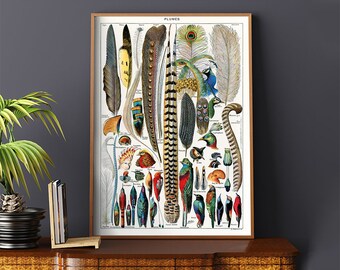 May include: A vintage illustration of various bird feathers, labeled with their scientific names in French. The feathers are arranged in rows and are depicted in a variety of colors, including blue, green, red, and yellow. The illustration is titled "PLUMES" and is framed in a wooden frame.