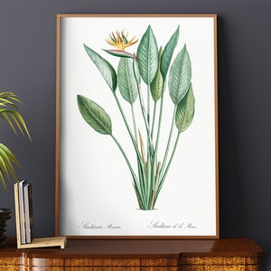 Poster Wall Art Bird Of Paradise Illustration by Pierre Joseph Redoute #RO340  Green, Yellow, Replica Art, Retro Botanical, Plants