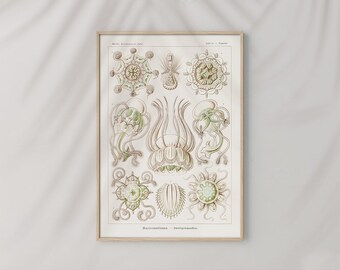 May include: A vintage illustration of jellyfish, showing various species with intricate details. The illustration is in shades of green, brown, and white, with a scientific label at the bottom reading "Medusomedusae - Feuerquallen".