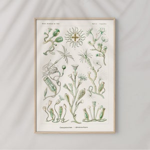 Poster Wall Art Campanariae Bell Shaped Pods by Ernst Haeckel #RO488  Beige, Green, Retro Nature Poster, Antique Botanical, Art Replica