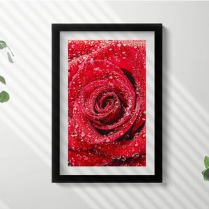 Dew On The Petals Of A Red Rose Framed Art, Flowers and plants Illustration in Frame , Red Wall Art, Home Decorations